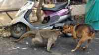 Noticia: India: Un grupo de monos matan a 250 perros por ‘venganza’ India: Un grupo de monos matan a 250 perros por ‘venganza’