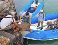 Noticia: Diego y 14 tortugas más regresan a su hogar en la isla Española Diego y 14 tortugas más regresan a su hogar en la isla Española