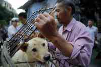 Noticia: Debido al coronavirus miles de perros se salvan en China Debido al coronavirus miles de perros se salvan en China