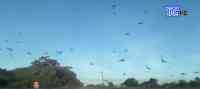 Noticia: VIDEO: Plaga de langostas recorre provincias de Argentina VIDEO: Plaga de langostas recorre provincias de Argentina