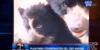 Noticia: VIDEO | Ministerio del Ambiente y Agua presentó plan de conservación del oso Andino VIDEO | Ministerio del Ambiente y Agua presentó plan de conservación del oso Andino