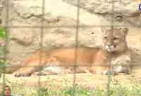 Noticia: VIDEO | Zoológico de Guayllabamba reabrirá sus recorridos tras 100 días de cierre por la pandemia de coronavirus VIDEO | Zoológico de Guayllabamba reabrirá sus recorridos tras 100 días de cierre por la pandemia de coronavirus