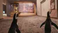 Noticia: VIDEO: Una pareja de pingüinos visita un museo cerrado por la pandemia de covid-19 VIDEO: Una pareja de pingüinos visita un museo cerrado por la pandemia de covid-19