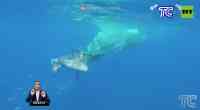 Noticia: VIDEO: La guardia costera italiana salvó a un cachalote que había quedado atrapado en una red de pesca VIDEO: La guardia costera italiana salvó a un cachalote que había quedado atrapado en una red de pesca