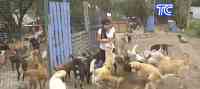Noticia: VIDEO: Fundación Lucky dedicada al bienestar animal cerrará sus puertas VIDEO: Fundación Lucky dedicada al bienestar animal cerrará sus puertas