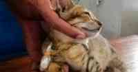 Noticia: Un gato 'traficante de drogas' se escapó de una prisión de máxima seguridad en Sri Lanka Un gato 'traficante de drogas' se escapó de una prisión de máxima seguridad en Sri Lanka