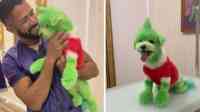 Noticia: Peluquero es acusado de maltrato animal por teñir a su perro como el 'Grinch' Peluquero es acusado de maltrato animal por teñir a su perro como el 'Grinch'