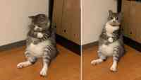 Noticia: Un gato se queda dormido de forma adorable contra una pared Un gato se queda dormido de forma adorable contra una pared