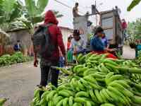 Noticia: El Ministerio de Agricultura y Ganadería envió banano y ensilaje a zonas afectadas por la caída de ceniza del Sangay El Ministerio de Agricultura y Ganadería envió banano y ensilaje a zonas afectadas por la caída de ceniza del Sangay