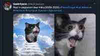 Noticia: Muere la protagonista del icónico meme de la gata que grita Muere la protagonista del icónico meme de la gata que grita