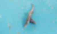 Noticia: FOTO | Pescador encontró un tiburón de dos cabezas, la imagen se hizo viral en redes sociales FOTO | Pescador encontró un tiburón de dos cabezas, la imagen se hizo viral en redes sociales