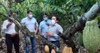 Noticia: El Gobierno reconoce la nueva variedad de cacao Pincay El Gobierno reconoce la nueva variedad de cacao Pincay