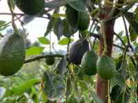 Noticia: Toneladas de aguacate sembrado en Ecuador serán exportados a España Toneladas de aguacate sembrado en Ecuador serán exportados a España