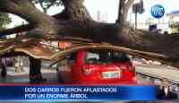 Noticia: VIDEO | Un enorme árbol aplastó dos carros VIDEO | Un enorme árbol aplastó dos carros