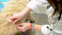 Noticia: Rusia aprueba la primera vacuna contra el coronavirus para ser usada en animales Rusia aprueba la primera vacuna contra el coronavirus para ser usada en animales