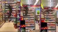 Noticia: Un lagarto de dos metros apareció en una tienda para buscar comida Un lagarto de dos metros apareció en una tienda para buscar comida
