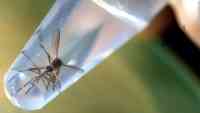 Noticia: Liberan mosquitos genéticamente modificados Liberan mosquitos genéticamente modificados