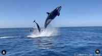 Noticia: ¡Increíble! Una orca y un delfín chocan en el aire ¡Increíble! Una orca y un delfín chocan en el aire