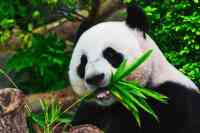 Noticia: China elimina al oso panda de la lista de especies en peligro de extinción China elimina al oso panda de la lista de especies en peligro de extinción