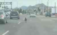 Noticia: Un perro corrió en una avenida para alcanzar a su dueño en México Un perro corrió en una avenida para alcanzar a su dueño en México