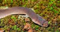 Noticia: Encuentran una serpiente con dos cabezas en India Encuentran una serpiente con dos cabezas en India