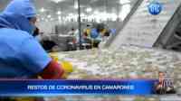 Noticia: Ecuador no ha paralizado la exportación de camarón Ecuador no ha paralizado la exportación de camarón
