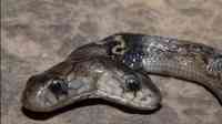 Noticia: Encuentran una cobra con dos cabezas en India Encuentran una cobra con dos cabezas en India