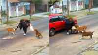 Noticia: VIDEO: Tres perros atacaron a una mujer en Argentina VIDEO: Tres perros atacaron a una mujer en Argentina