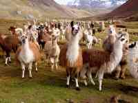 Noticia: Llamas podrían ser la clave para prevenir futuras variantes del Covid-19 Llamas podrían ser la clave para prevenir futuras variantes del Covid-19