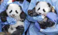Noticia: Nacen gemelos de osos panda gigante en Madrid Nacen gemelos de osos panda gigante en Madrid