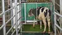 Noticia: Enseñan a las vacas a 'usar el baño' para detener el cambio climático Enseñan a las vacas a 'usar el baño' para detener el cambio climático