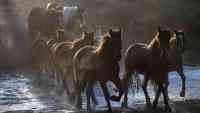 Noticia: Australia sacrificará a 10.000 caballos salvajes Australia sacrificará a 10.000 caballos salvajes