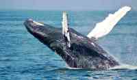 Noticia: Islandia planea prohibir la caza de ballenas a partir de 2024 Islandia planea prohibir la caza de ballenas a partir de 2024
