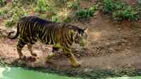 Noticia: Dos extraños tigres negros fueron captados: hay solo ocho especímenes en el mundo Dos extraños tigres negros fueron captados: hay solo ocho especímenes en el mundo