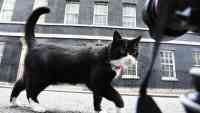 Noticia: El gato Palmerston, ratonero jefe de la Cancillería británica, 'anuncia' su jubilación El gato Palmerston, ratonero jefe de la Cancillería británica, 'anuncia' su jubilación