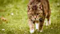 Noticia: Un gato muerde a su dueña y muere por un extraño virus hallado en un murciélago Un gato muerde a su dueña y muere por un extraño virus hallado en un murciélago