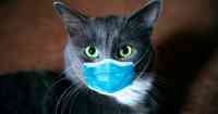Noticia: El cumpleaños de un gato causa varios contagios de covid en Chile El cumpleaños de un gato causa varios contagios de covid en Chile