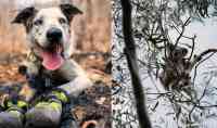 Noticia: Bear, el perro que un día fue abandonado, es condecorado por rescatar koalas de incendios Bear, el perro que un día fue abandonado, es condecorado por rescatar koalas de incendios