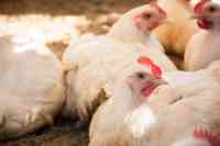 Noticia: Aumenta el precio del maíz y de animales en pie Aumenta el precio del maíz y de animales en pie