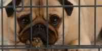 Noticia: España aprueba ley que garantiza derechos de los animales España aprueba ley que garantiza derechos de los animales