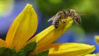 Noticia: SALUD: El veneno de las abejas mata las células agresivas del cáncer de mama SALUD: El veneno de las abejas mata las células agresivas del cáncer de mama