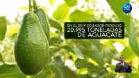 Noticia: Productores de aguacate ven a China como un mercado interesante Productores de aguacate ven a China como un mercado interesante