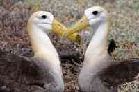 Noticia: Los albatros se están volviendo "infieles" a causa del calentamiento global, revela estudio Los albatros se están volviendo "infieles" a causa del calentamiento global, revela estudio