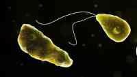 Noticia: Un niño muere tras infectarse con una ameba 'comecerebros' cuando nadaba en un lago en Florida Un niño muere tras infectarse con una ameba 'comecerebros' cuando nadaba en un lago en Florida