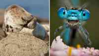 Noticia: Animales en poses divertidas clasificadas para los Comedy Wildlife Photo Awards 2021 Animales en poses divertidas clasificadas para los Comedy Wildlife Photo Awards 2021