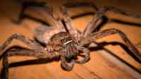 Noticia: Una mujer ayuda a una enorme araña a dar a luz a 200 crías Una mujer ayuda a una enorme araña a dar a luz a 200 crías