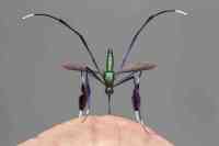 Noticia: Así es el mosquito “más hermoso del mundo” que vive en Ecuador Así es el mosquito “más hermoso del mundo” que vive en Ecuador