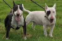 Noticia: Misterio en Reino Unido: Mujer muere asfixiada por sus dos perros bull terriers Misterio en Reino Unido: Mujer muere asfixiada por sus dos perros bull terriers
