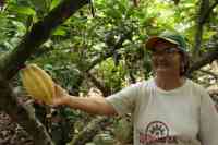 Noticia: El cacao ecuatoriano: nuevas oportunidades para mejorar calidad de vida de productores El cacao ecuatoriano: nuevas oportunidades para mejorar calidad de vida de productores
