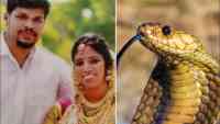 Noticia: Un hombre fue condenado a cadena perpetua por usar una cobra para matar a su esposa Un hombre fue condenado a cadena perpetua por usar una cobra para matar a su esposa
